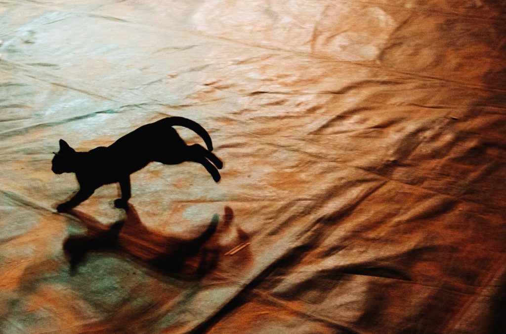 Artistic silhouette of a cat running on a textured surface, captured in dramatic lighting.