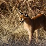 A caracal standing in tall grass in South Africa, showcasing its distinctive ears.