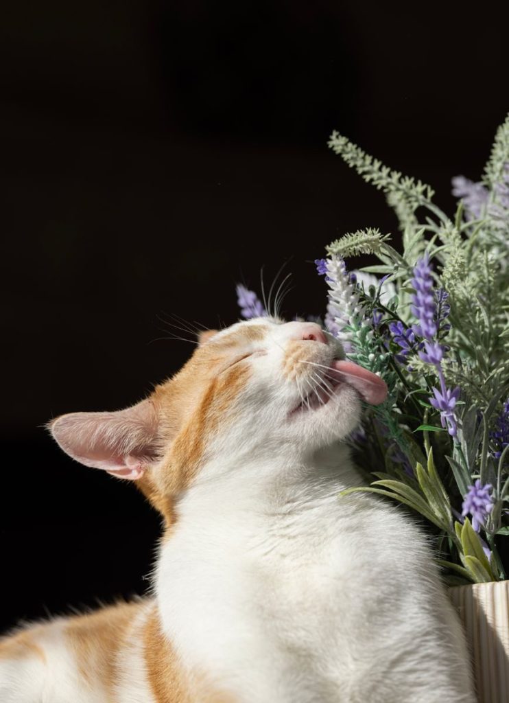 Adorable ginger and white cat playfully licking lavender flowers in an outdoor setting.