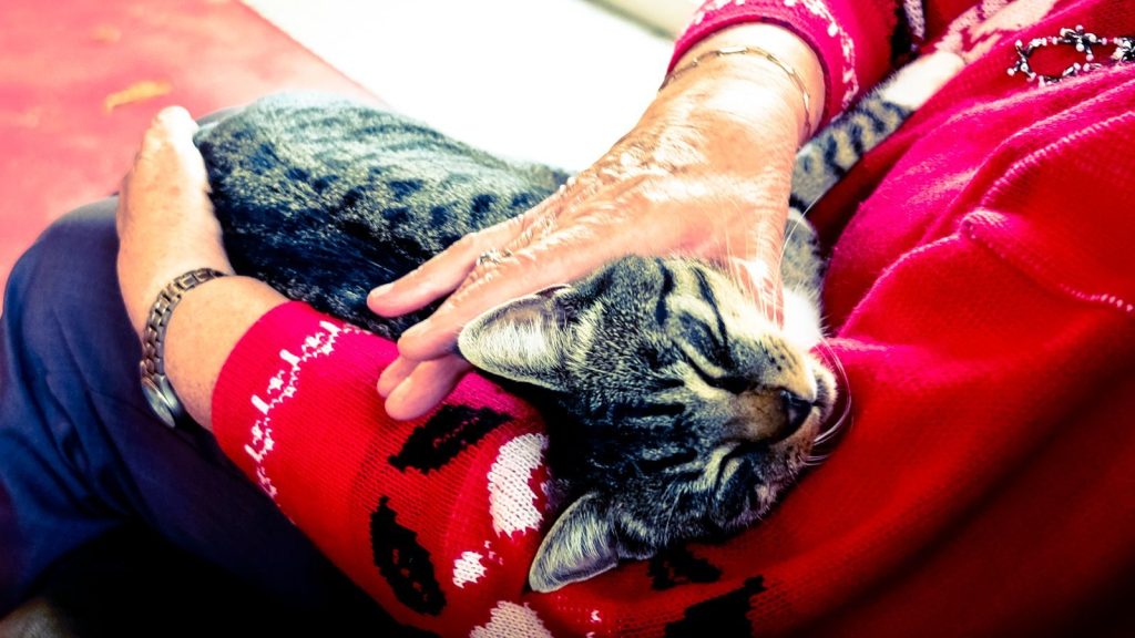 An elderly woman lovingly holding a relaxed tabby cat on her lap indoors.