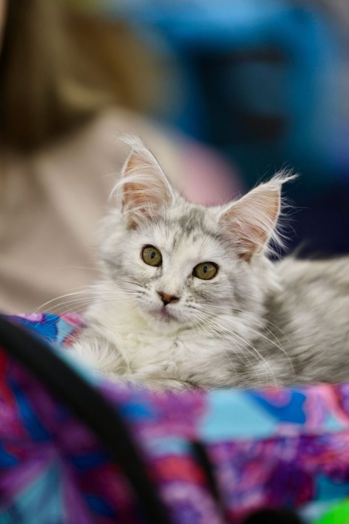 Adorable Maine Coon kitten with gray fur and expressive eyes, resting comfortably indoors.