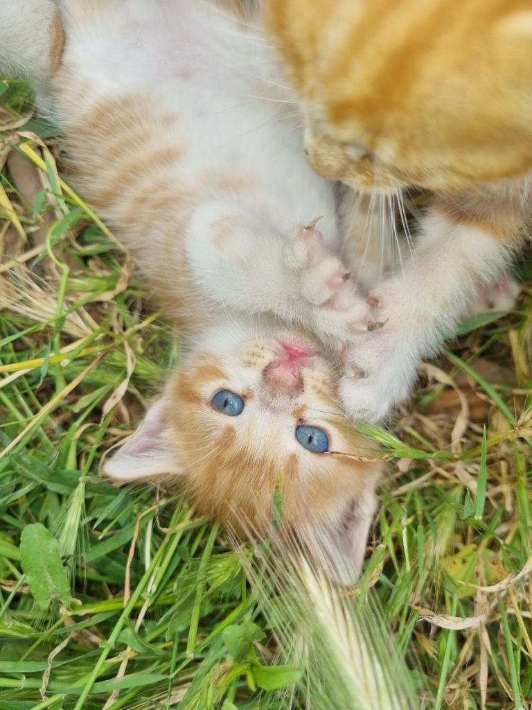 Adorable orange tabby kitten with blue eyes playing in green grass.