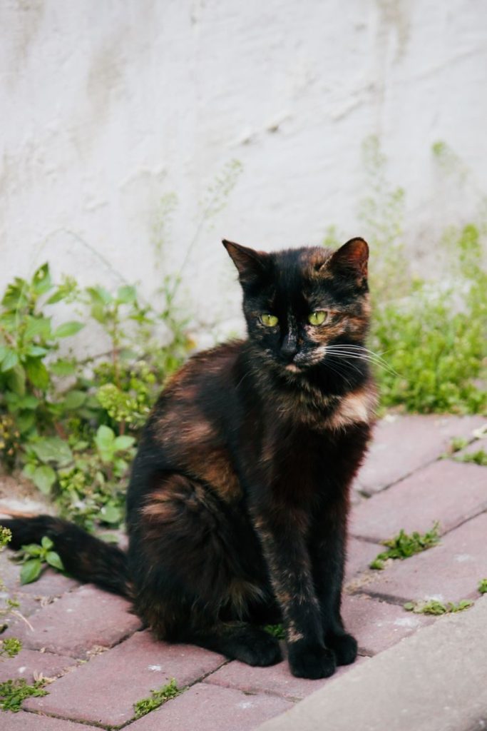 A beautiful tortoiseshell cat sits calmly on a brick pavement with a green foliage backdrop.