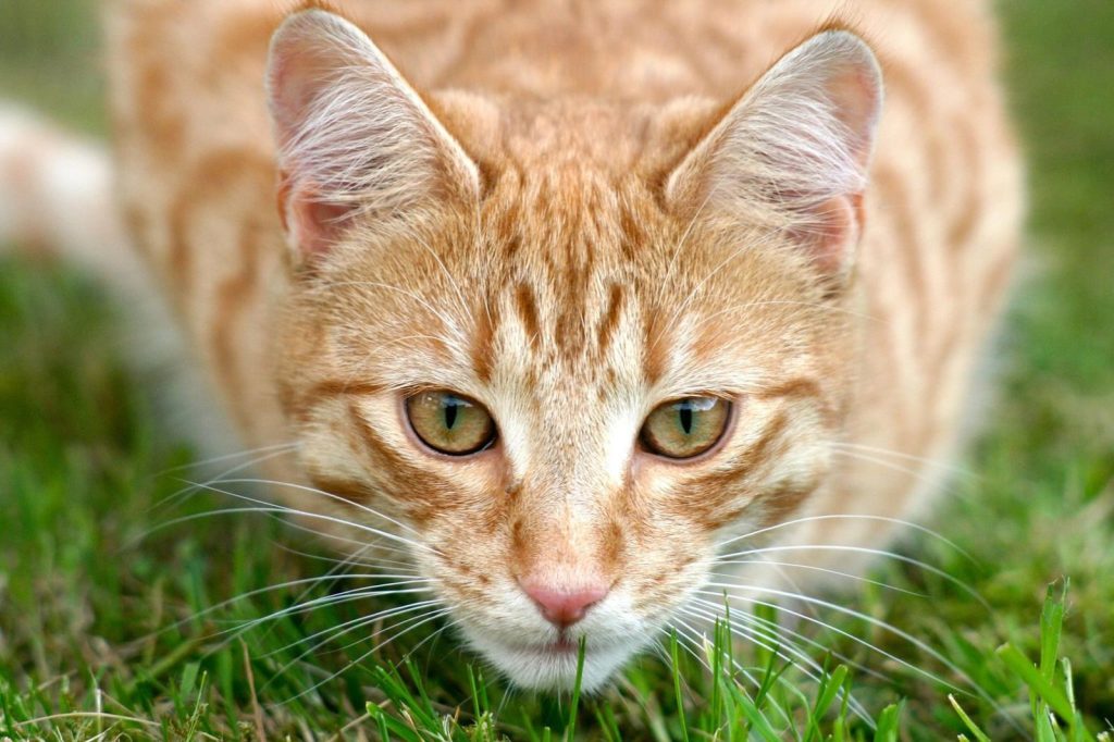 Adorable ginger tabby cat with green eyes crouching on grass.