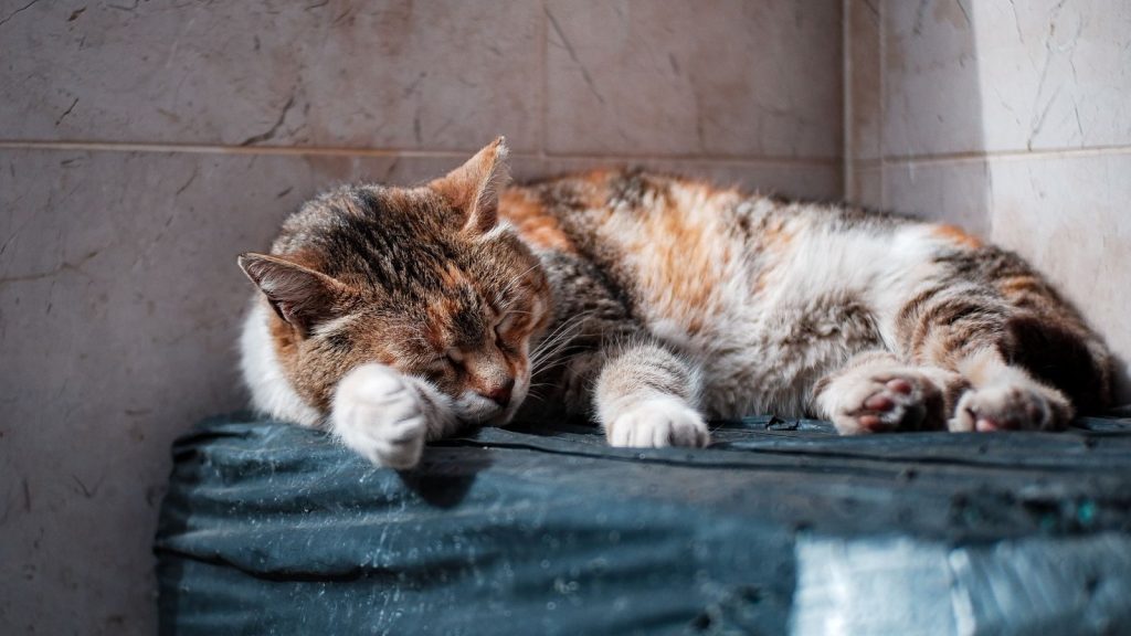 A peaceful sleeping cat basking in the indoor sunlight on a tiled surface.