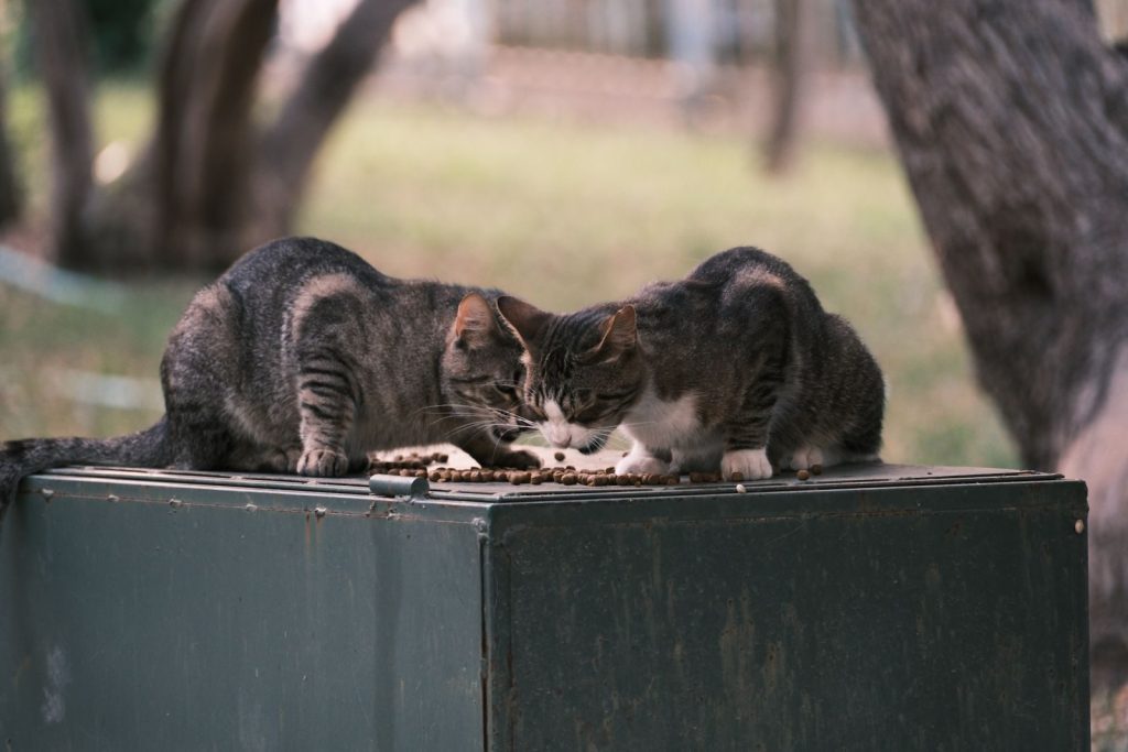 Two tabby cats enjoying a meal on a metal surface in a natural outdoor setting.