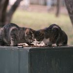 Two tabby cats enjoying a meal on a metal surface in a natural outdoor setting.