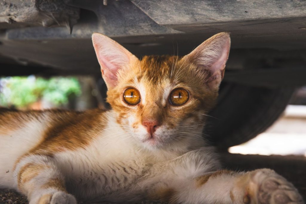 Close-up of a ginger cat with big eyes lying under a vehicle, staring intently.
