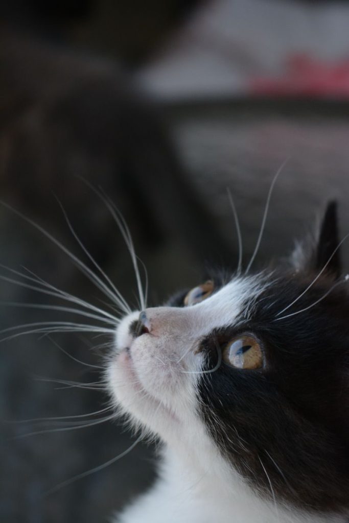 Close-up portrait of a black and white kitten looking upwards, highlighting its expressive eyes and whiskers.