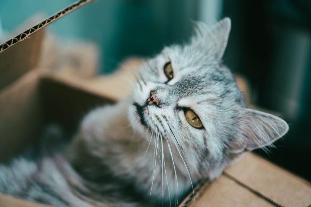 Gray cat with yellow eyes sitting comfortably in a cardboard box, gazing away.