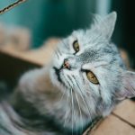 Gray cat with yellow eyes sitting comfortably in a cardboard box, gazing away.