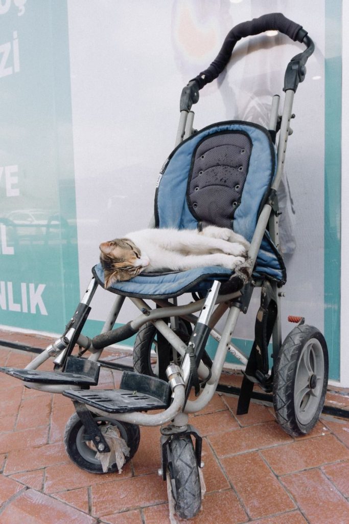 A cute domestic cat sleeping comfortably in a baby stroller outdoors.
