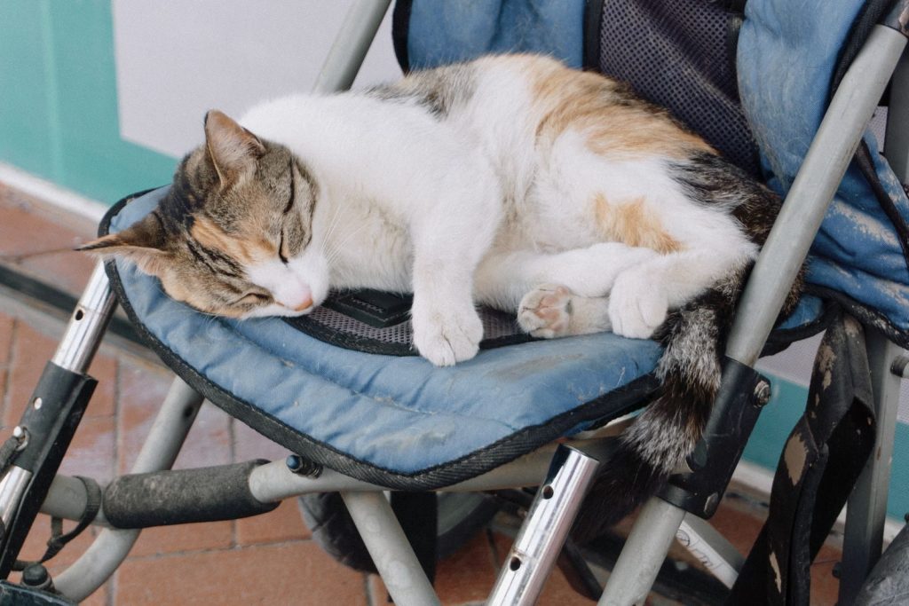 A calico cat peacefully sleeps in a stroller, capturing a serene pet moment.