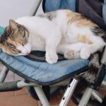 A calico cat peacefully sleeps in a stroller, capturing a serene pet moment.