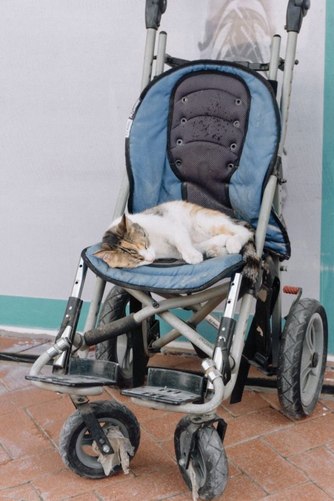 A cozy cat comfortably napping in a stroller outside, exuding a peaceful, laid-back vibe.