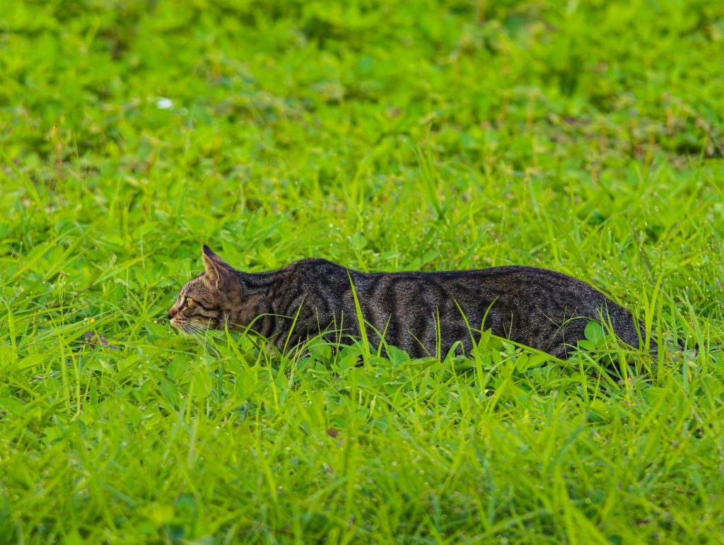 A gray cat sneaks through lush green grass, embodying stealth in nature.