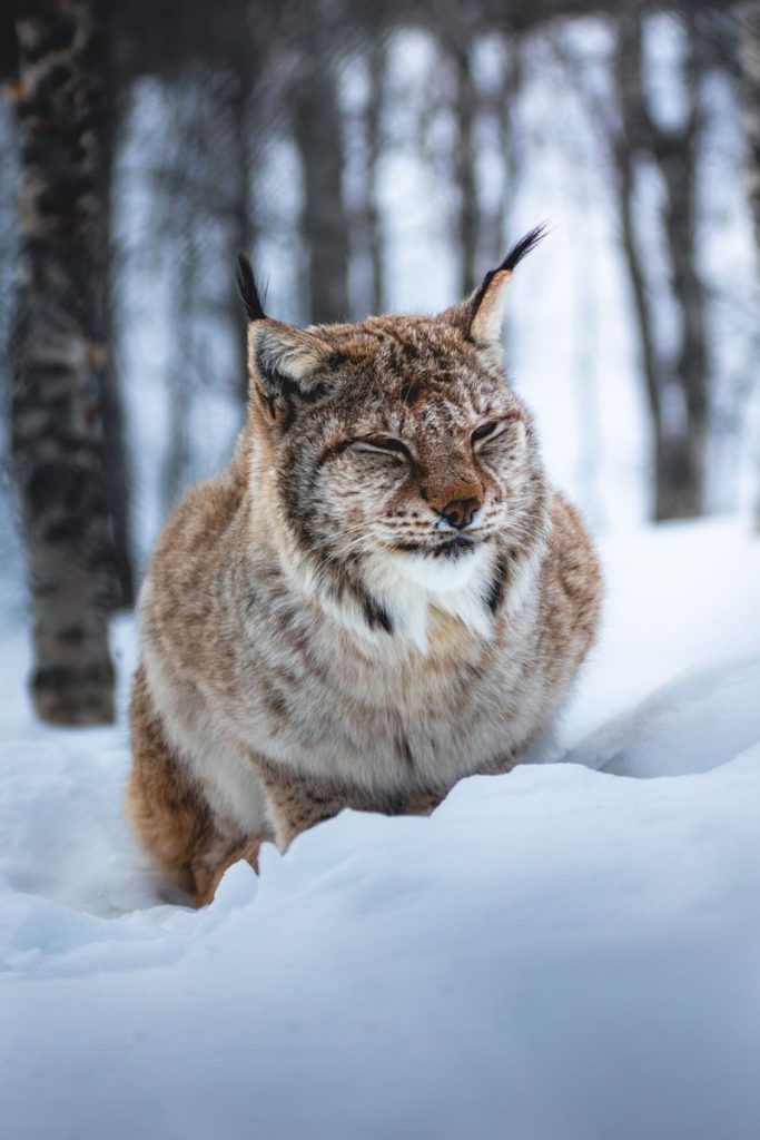 Captivating shot of a lynx resting in a snow-covered forest, showcasing its wild beauty.
