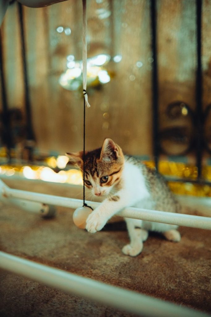 Cute kitten playing with a hanging ball indoors, showcasing its curious nature.