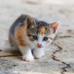 Charming young calico kitten with striking eyes curiously exploring its surroundings outdoors.