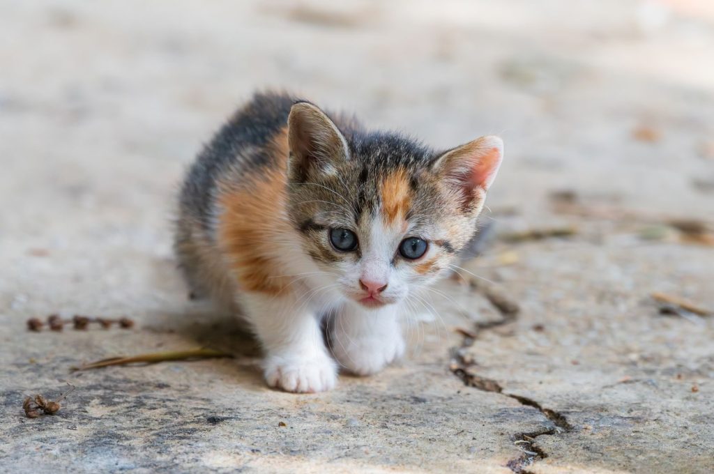 Charming young calico kitten with striking eyes curiously exploring its surroundings outdoors.