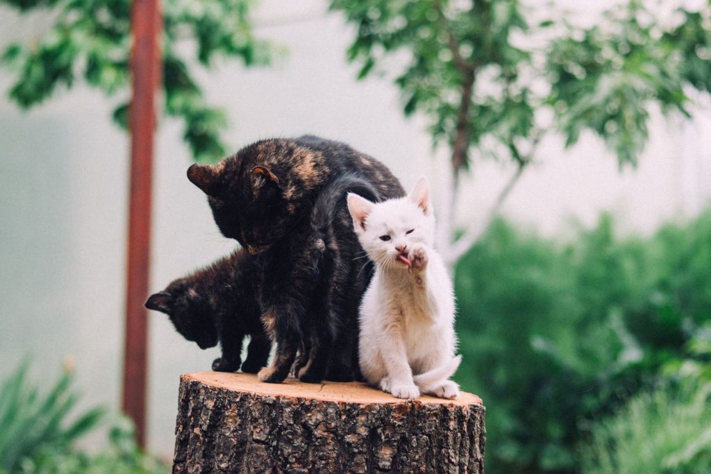 Two kittens and their mother cat sit on a tree stump, surrounded by lush greenery.