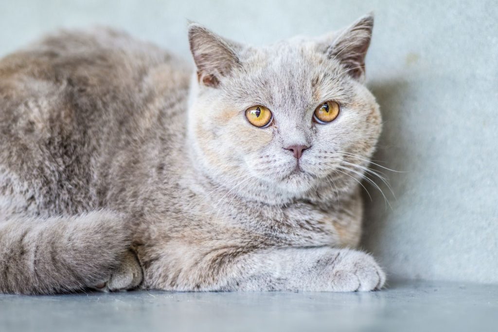 Huge thoroughbred gray British shorthair cat with big paws and white whiskers sitting in corner and covering tail