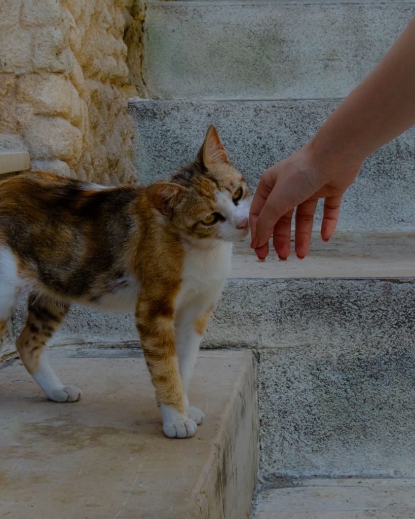 A curious cat smelling a human hand on stone steps in Istanbul, Türkiye.