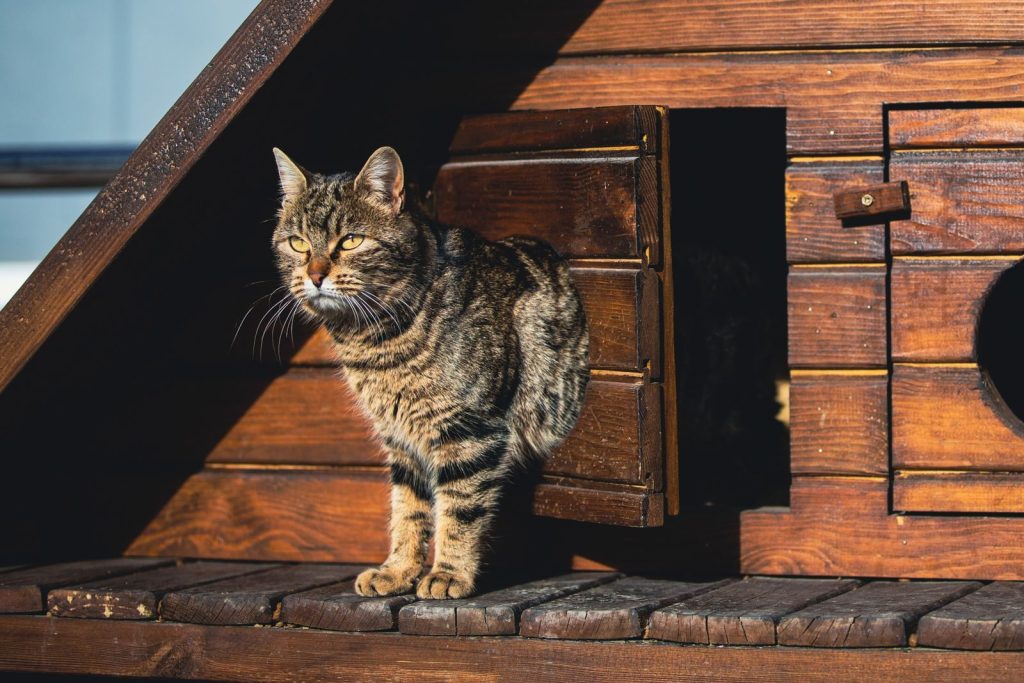 Adorable tabby cat enjoying sunlight on a rustic wooden shelter, perfect for pet lovers.