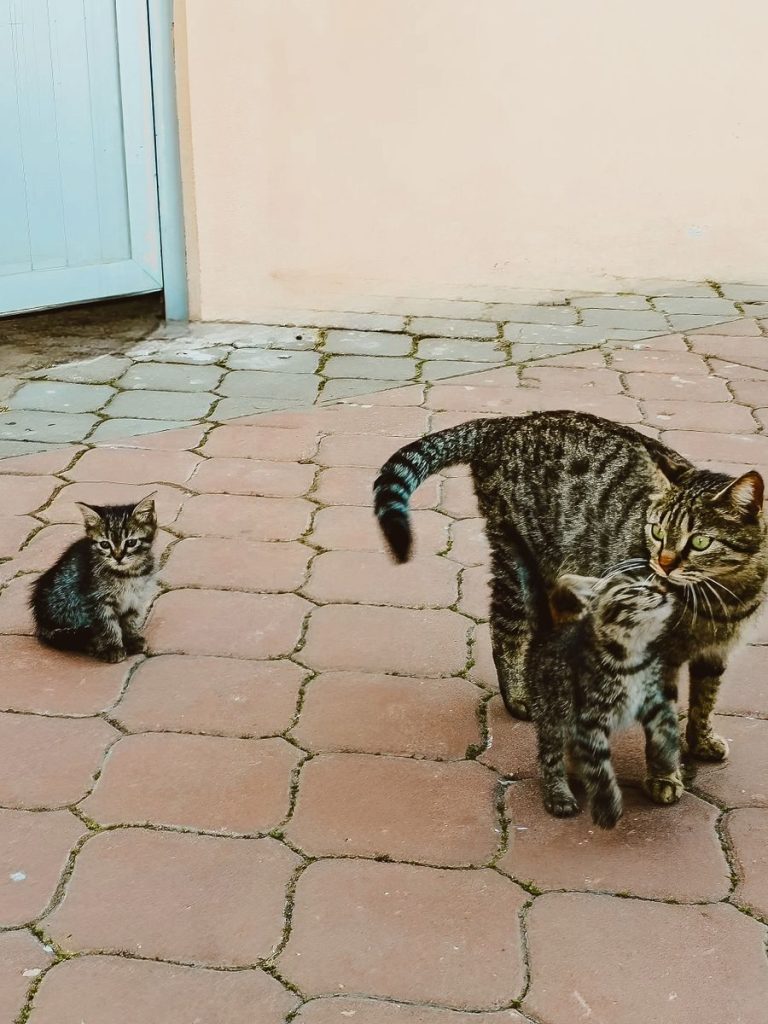 Two tabby kittens and their mother on a paved patio, showcasing family and cuteness.