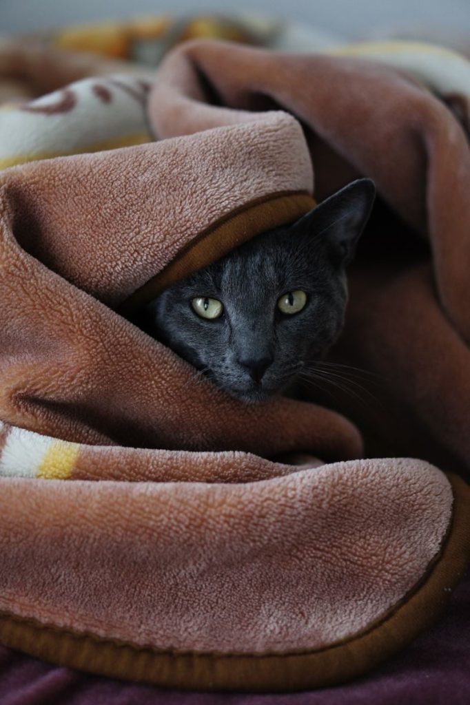 Gray cat snuggled in a soft brown blanket, creating a cozy indoor scene.