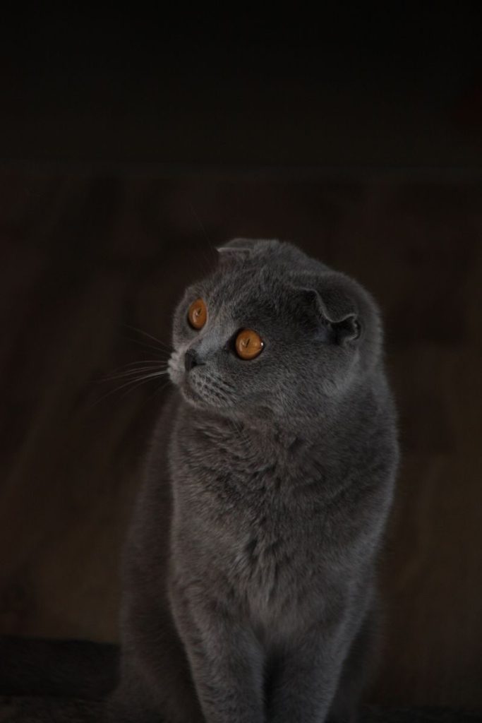 Close-up portrait of a curious British Shorthair cat with striking amber eyes.