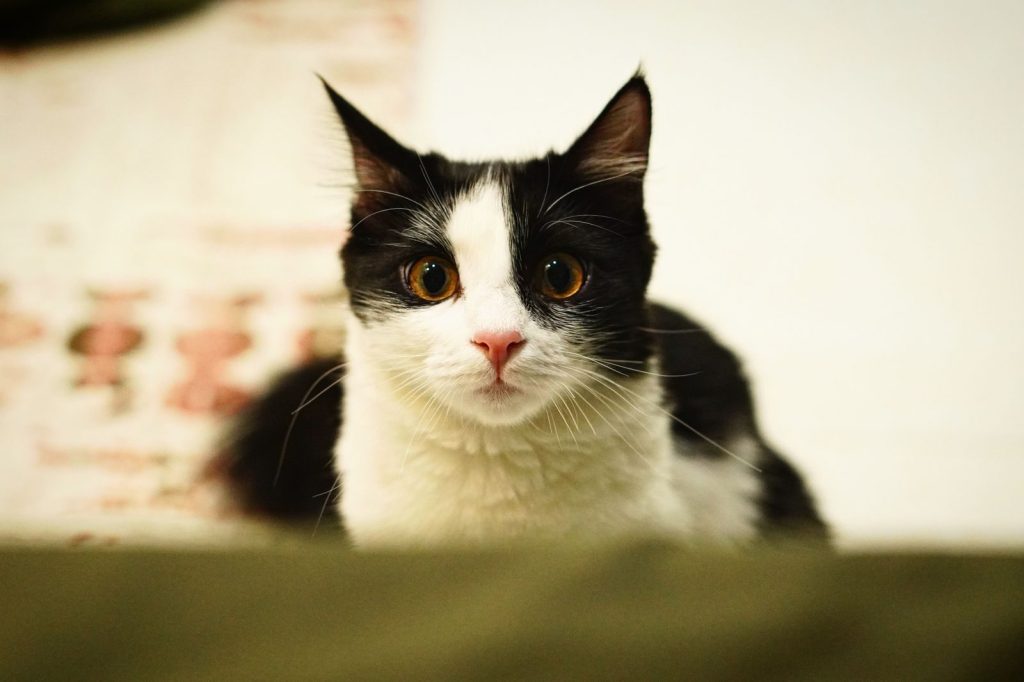 Close-up portrait of a cute black and white cat with bright eyes and fluffy fur.