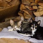 Three adorable kittens cuddling on a blanket amidst a rustic woodpile background.