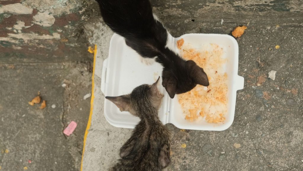 Two street cats eat from a discarded styrofoam container in Manila, Philippines.