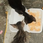 Two street cats eat from a discarded styrofoam container in Manila, Philippines.