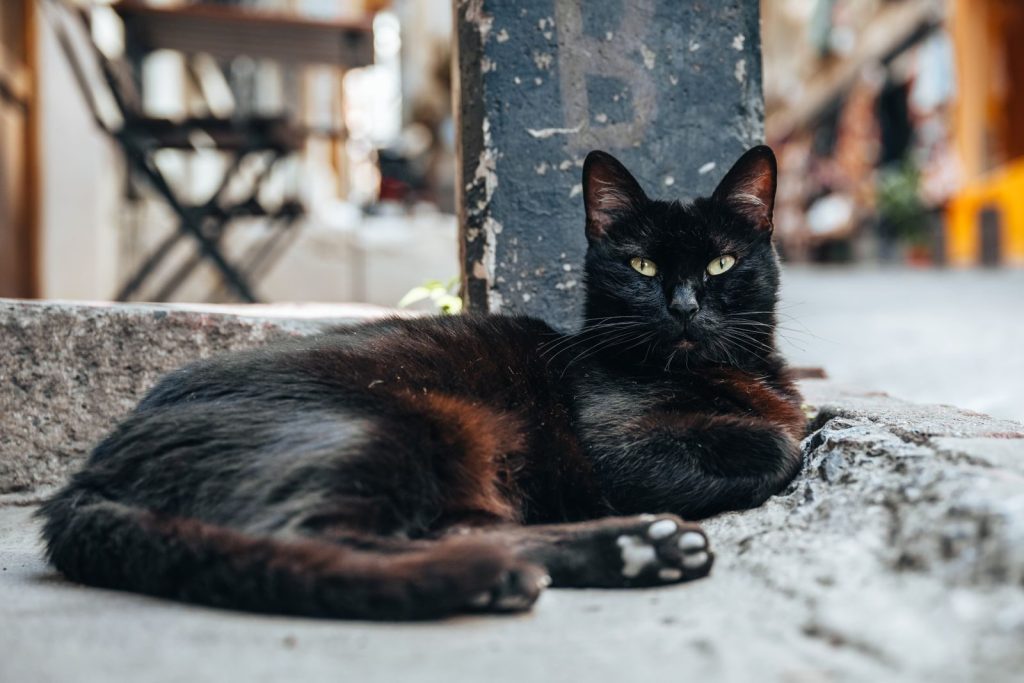 A relaxed black cat lounging on a bustling İstanbul street, capturing the city's charm.