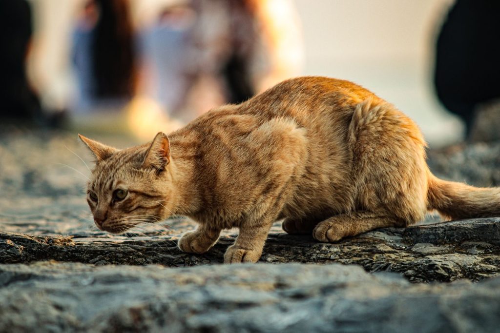 A ginger cat crouched on rocks, intently focused, conveying curiosity.
