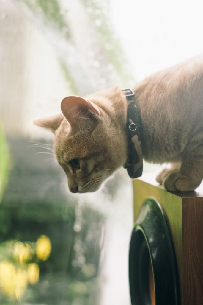 An adorable ginger cat with a collar gazing out a window into the outdoors, capturing its curiosity.
