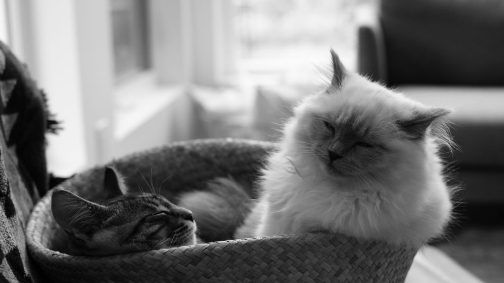 Two cats relaxing in a wicker basket indoors, captured in black and white.