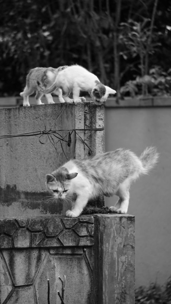 Two cats explore a textured urban wall in black and white photography setting.