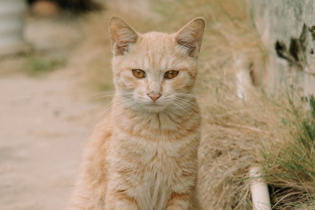 Close-up of a ginger cat sitting outdoors, surrounded by grass, exuding a calm and curious demeanor.