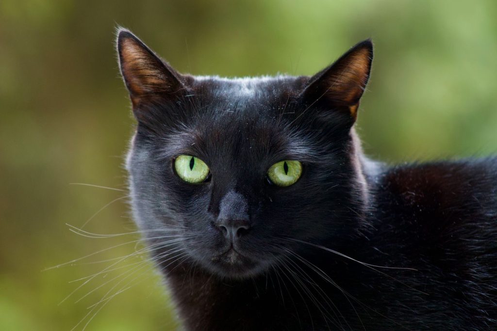 Close-up of black cat with green eyes in a serene outdoor setting.