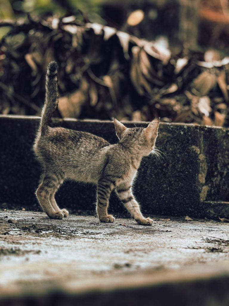 A young striped kitten exploring outdoors amidst fallen leaves in KL, India.