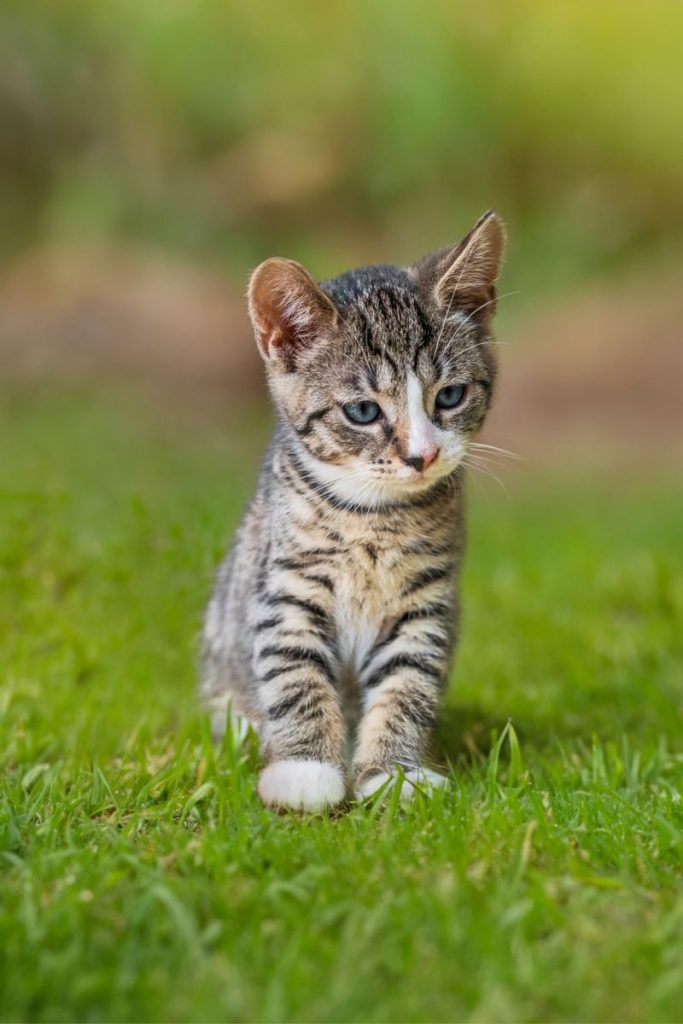 Cute tabby kitten exploring a lush green meadow on a sunny day.