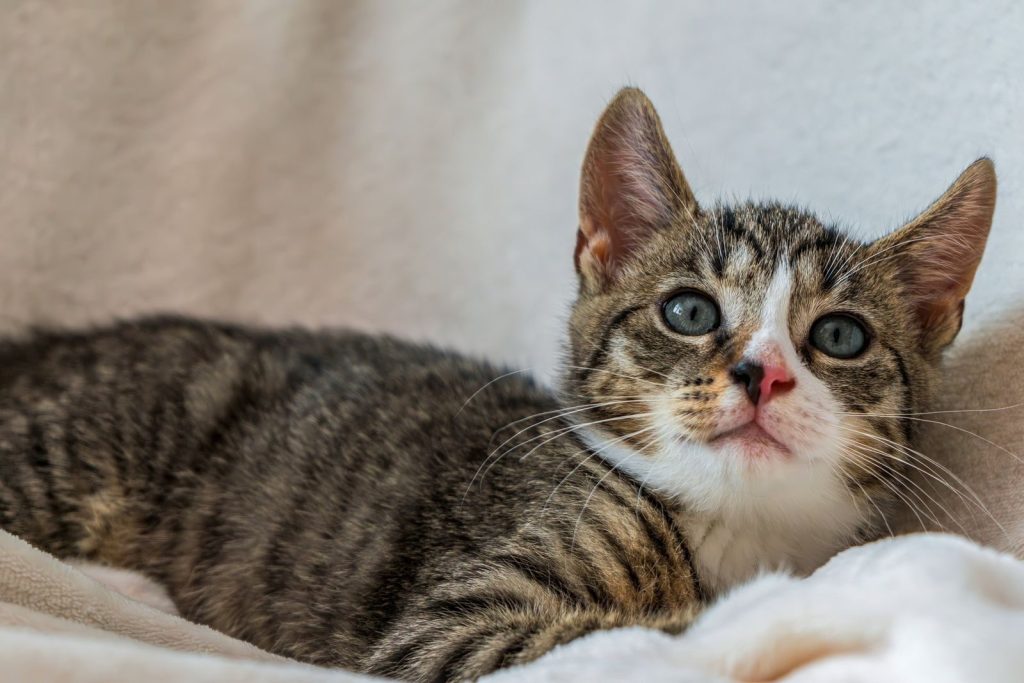 Cute tabby kitten with blue eyes lying on a cozy blanket, perfect for cat lovers.