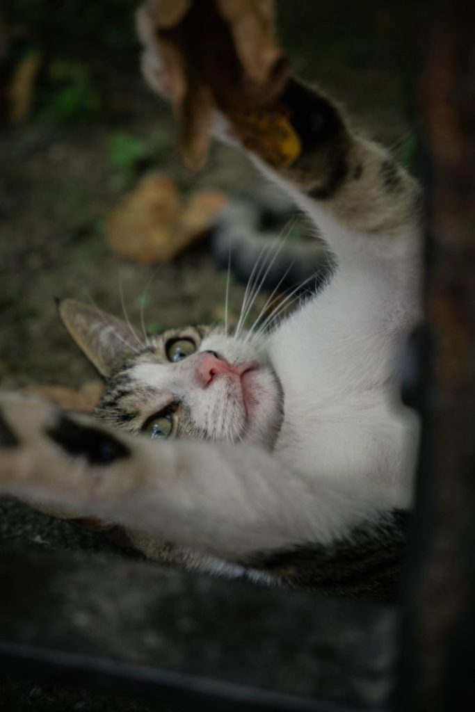 Cute stray kitten playing outdoors in an Istanbul garden, capturing its playful nature.