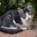 A charming tabby kitten sitting peacefully on a brick wall in Istanbul, Turkey.