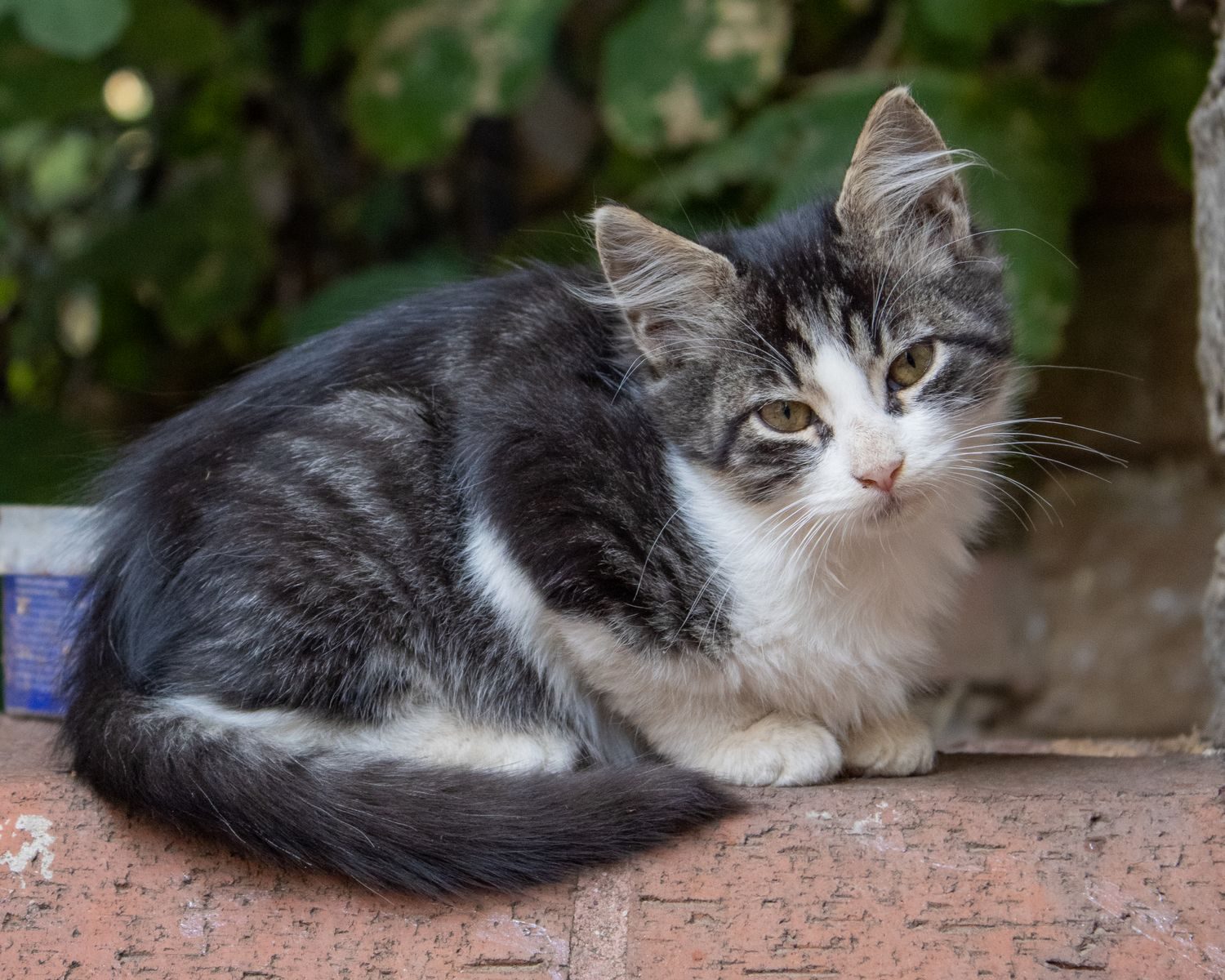 A charming tabby kitten sitting peacefully on a brick wall in Istanbul, Turkey.