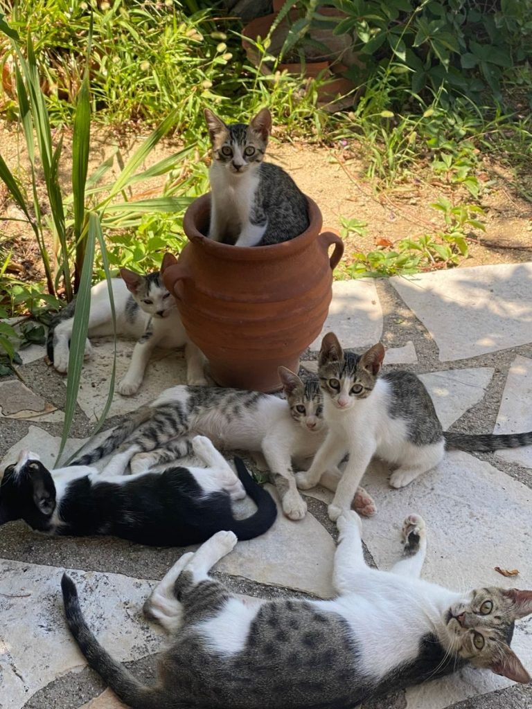 A group of playful kittens basking in a sunlit garden, surrounded by greenery.