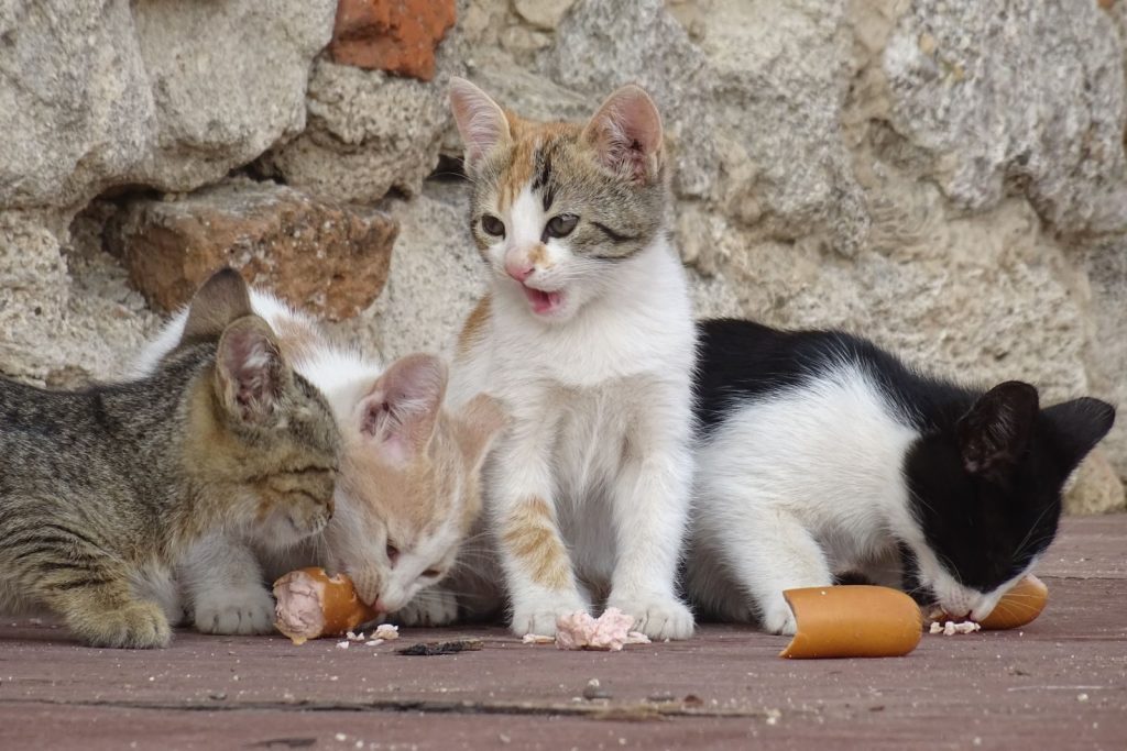 Four adorable kittens enjoying a sausage snack on a rustic outdoor setting with a stone wall backdrop.